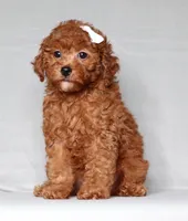 Ruby, a female Poodle - Miniature  for sale in Millersburg, OH – 3 of 4