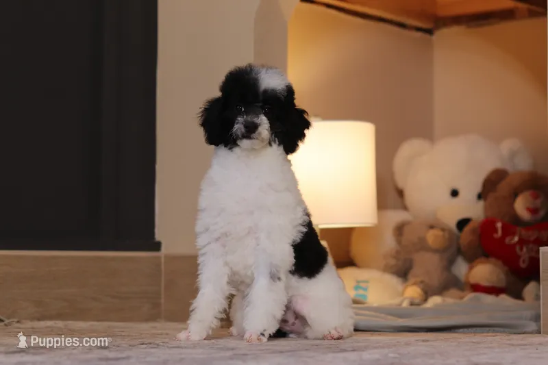 Domino (AKC) – Poodle - Miniature  puppy for sale in Millersburg, OH