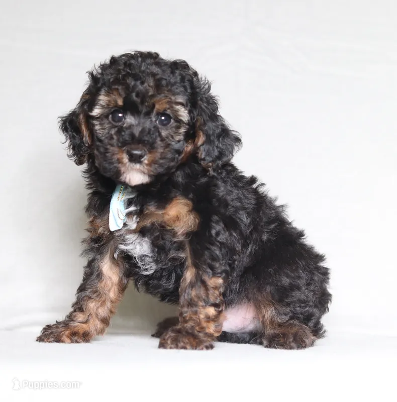 Ranger – Poodle - Miniature  puppy for sale in Millersburg, OH