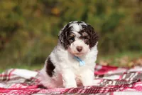 Judd (AKC), a male Poodle - Miniature  for sale in Millersburg, OH – 3 of 6