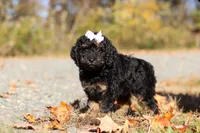 Sadie (AKC), a female Poodle - Miniature  for sale in Millersburg, OH – 5 of 9