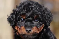 Carson (AKC), a male Poodle - Miniature  for sale in Millersburg, OH – 1 of 8