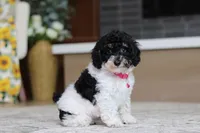 Cassie (AKC), a female Poodle - Miniature  for sale in Millersburg, OH – 4 of 7