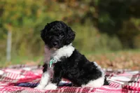 Joey (AKC), a male Poodle - Miniature  for sale in Millersburg, OH – 2 of 6