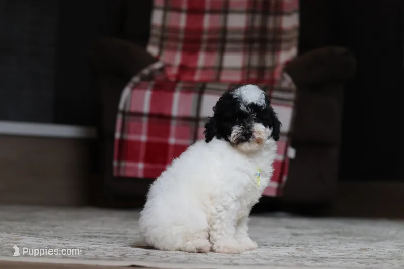 Domino – Poodle - Miniature  puppy for sale in Millersburg, OH