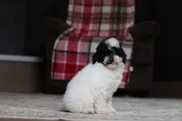 Domino, a male Poodle - Miniature  for sale in Millersburg, OH – 1 of 5