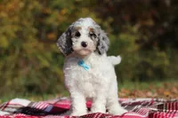 Jasper (AKC), a male Poodle - Miniature  for sale in Millersburg, OH – 2 of 8