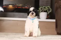 Milo (AKC), a male Poodle - Miniature  for sale in Millersburg, OH – 3 of 7