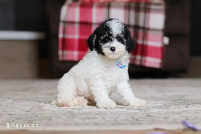 Hudson – Poodle - Miniature  puppy for sale in Millersburg, OH