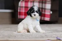 Hudson, a male Poodle - Miniature  for sale in Millersburg, OH – 1 of 4