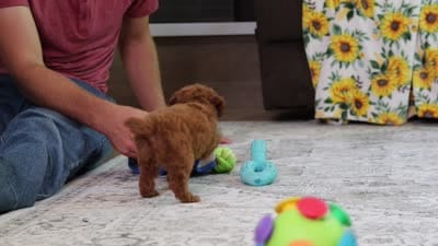 Valerie, a female Poodle - Miniature  for sale in Millersburg, OH – 4 of 4