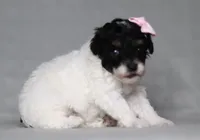 Amber, a female Poodle - Miniature  for sale in Millersburg, OH – 2 of 3