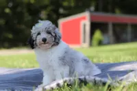 Bella (AKC), a female Poodle - Miniature  for sale in Millersburg, OH – 3 of 4