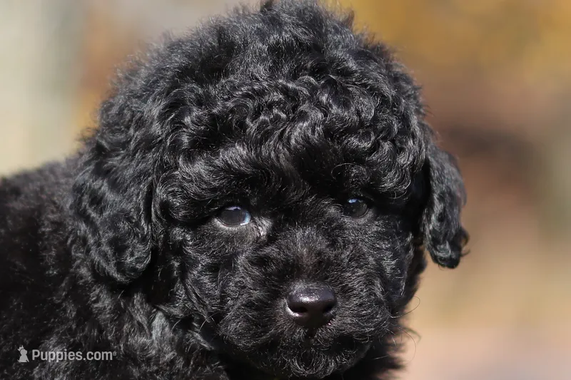 Carter (AKC) – Poodle - Miniature  puppy for sale in Millersburg, OH