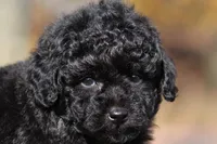 Carter (AKC), a male Poodle - Miniature  for sale in Millersburg, OH – 1 of 7