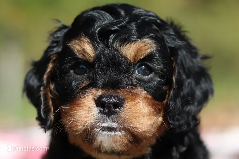 Dax – Cavapoo puppy for sale in Millersburg, OH