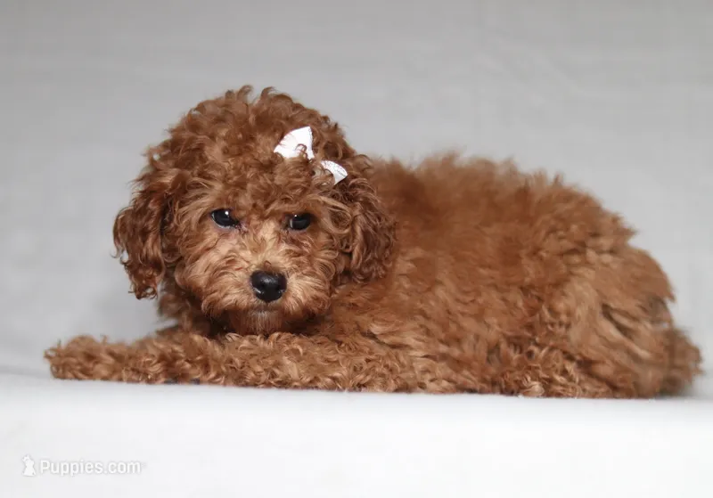 Ruby – Poodle - Miniature  puppy for sale in Millersburg, OH