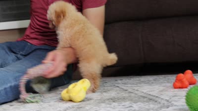 Denver (AKC), a male Poodle - Miniature  for sale in Millersburg, OH – 4 of 4