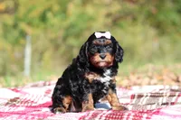 Della, a female Cavapoo for sale in Millersburg, OH – 4 of 7