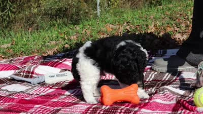 Joey (AKC), a male Poodle - Miniature  for sale in Millersburg, OH – 6 of 6