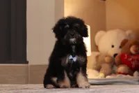 Axel (AKC), a male Poodle - Miniature  for sale in Millersburg, OH – 5 of 7