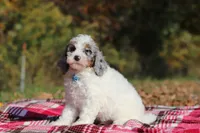 Jasper (AKC), a male Poodle - Miniature  for sale in Millersburg, OH – 4 of 8