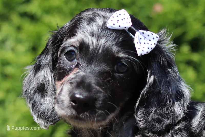 Bristol (AKC) – Dachshund puppy for sale in Millersburg, OH