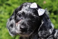 Bristol (AKC), a female Dachshund for sale in Millersburg, OH – 1 of 5