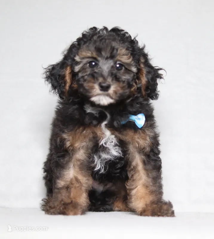 Ranger – Poodle - Miniature  puppy for sale in Millersburg, OH
