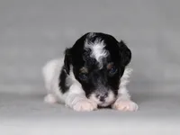 Holly, a female Poodle - Miniature  for sale in Millersburg, OH – 3 of 4