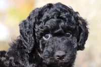 Jared (AKC), a male Poodle - Miniature  for sale in Millersburg, OH – 1 of 6