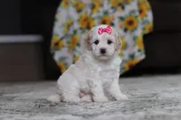 Maisie, a female Poodle - Miniature  for sale in Millersburg, OH – 2 of 3