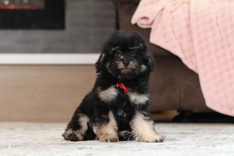 Dash (AKC) – Poodle - Miniature  puppy for sale in Millersburg, OH