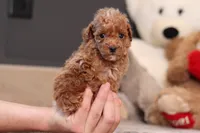 Vince, a male Poodle - Miniature  for sale in Millersburg, OH – 3 of 4