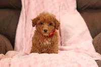 Vince (AKC), a male Poodle - Miniature  for sale in Millersburg, OH – 1 of 8