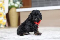 Cody (AKC), a male Poodle - Miniature  for sale in Millersburg, OH – 4 of 7