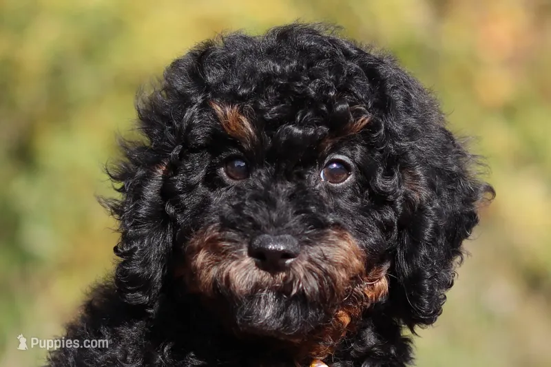 Cooper (AKC) – Poodle - Miniature  puppy for sale in Millersburg, OH