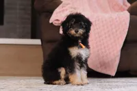 Atlas, a male Poodle - Miniature  for sale in Millersburg, OH – 3 of 7