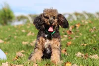Ranger (AKC), a male Poodle - Miniature  for sale in Millersburg, OH – 2 of 7
