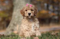 Jewel (AKC), a female Poodle - Miniature  for sale in Millersburg, OH – 6 of 7