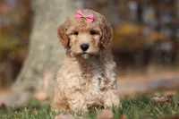 Jewel (AKC), a female Poodle - Miniature  for sale in Millersburg, OH – 2 of 7