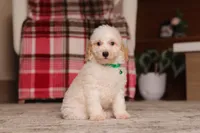 Monty (AKC), a male Poodle - Miniature  for sale in Millersburg, OH – 6 of 7