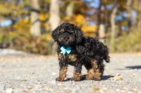 Sawyer (AKC), a male Poodle - Miniature  for sale in Millersburg, OH – 4 of 7
