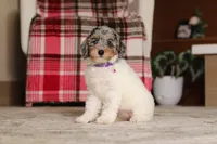 Mabel (AKC), a female Poodle - Miniature  for sale in Millersburg, OH – 5 of 7