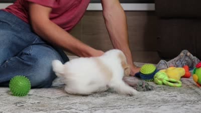 Charlie (AKC), a male Poodle - Miniature  for sale in Millersburg, OH – 7 of 7