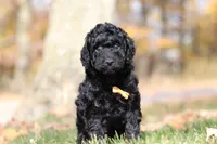 Jared (AKC), a male Poodle - Miniature  for sale in Millersburg, OH – 4 of 6