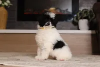 Domino (AKC), a male Poodle - Miniature  for sale in Millersburg, OH – 4 of 7