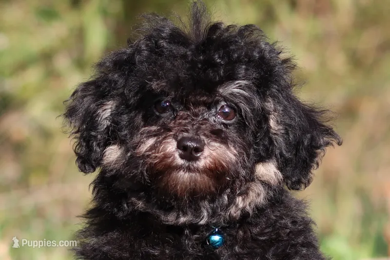 Dash (AKC) – Poodle - Miniature  puppy for sale in Millersburg, OH