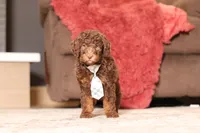 Jax (AKC), a male Poodle - Miniature  for sale in Millersburg, OH – 5 of 6