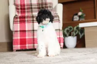 Harley, a male Poodle - Miniature  for sale in Millersburg, OH – 6 of 7